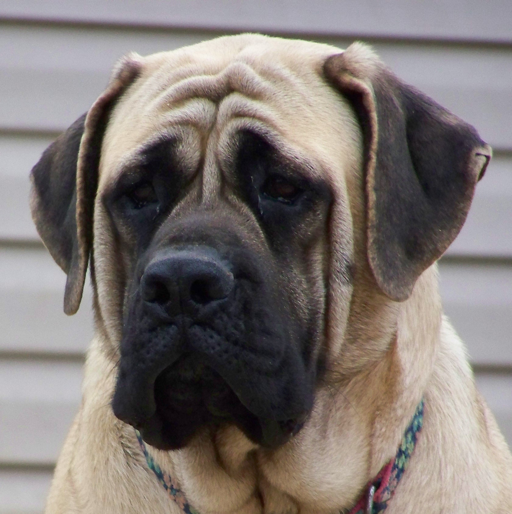 Old English Mastiff Breeders Uk